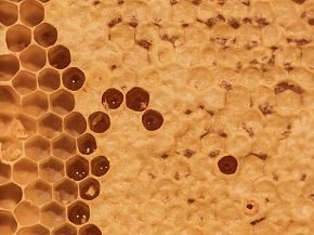 Nahaufnahme einer Honigwabe mit teilweise gefüllten Zellen. Die goldbraunen Waben sind unregelmäßig geformt und zeigen glänzenden Honig.